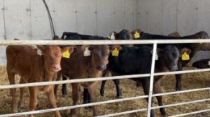 Getting the calf rearing basics right