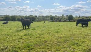 Kay O’Sullivan is thorough in preventing animal health issues