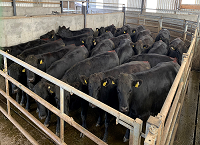 Doubling the rate of gain in the Dairy Beef Index