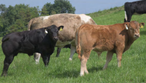 Sustainable beef production in Monaghan