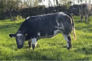 Understanding myostatin and its role in muscle growth and carcass traits in cattle