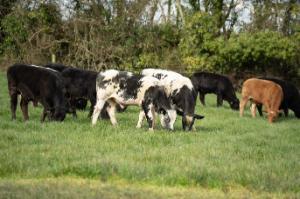 Avoiding unnecessary worm treatments – a Kildare dairy-beef producer’s approach