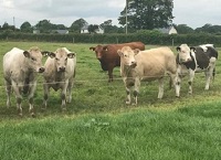 Bovine Fencing and Meal Bins TAMS 3 Options for Drystock Farmers