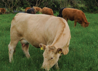 Grassland and Cattle Management in July