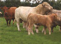 Tips when purchasing a new stock bull
