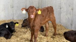 Delivering higher CBV calves from a crossbred herd