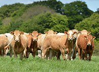 Beef-Quest: on a mission to reduce finishing age