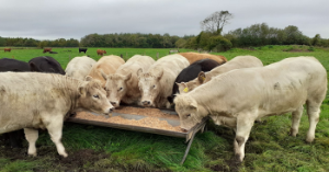 Payment rates of €75/calf available under 2025 Beef Welfare Scheme