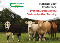 Calving heifers at 24 months of age – a farmers experience