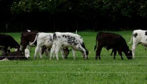4 reasons why farmers should use the Commercial Beef Value