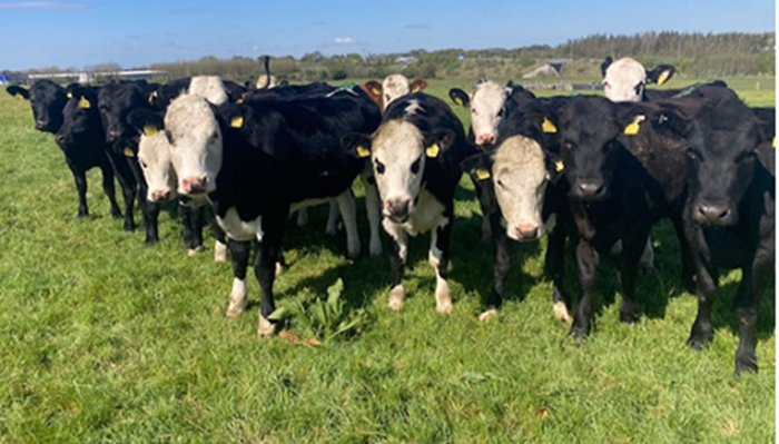 Newford herd settled into new home in Roscommon