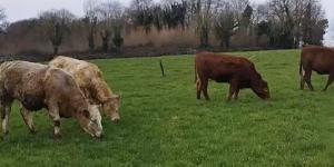 Striking a balance between suckler farming and off-farm work commitments