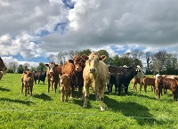 Managing stomach and lungworm in calves