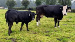 Building covers, breeding and weaning at Kildalton
