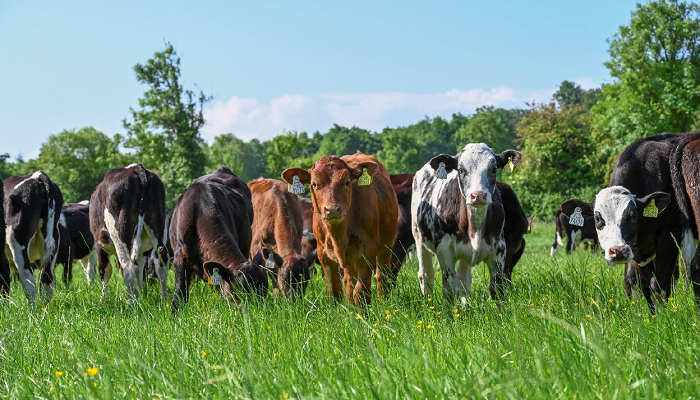 2024 born calves of various breeds at grass on the Tipp demo farm