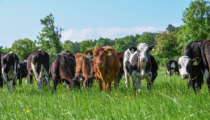Dairy calf to beef systems: What are the top performers doing?