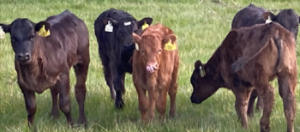 A review of calving at Newford
