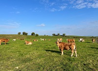 Optimizing Spring Grass Management with Cathal Irwin