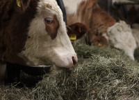 Act Now to Assess Winter Feed Demand and Plan for the Winter Ahead