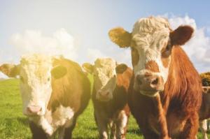 Teagasc National Farm Survey 2023 – Cattle Finishing Enterprise Factsheet