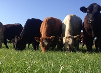 Maintaining cattle performance from mid-season to housing
