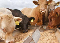 What should I look out for in concentrate feeds?