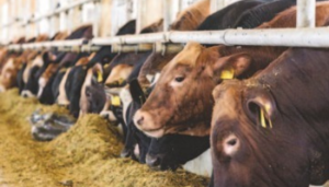 Calculate fodder demand for winter