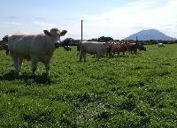 Achieving animal performance targets at pasture