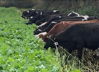 Could your Farm benefit from Alternative Fodder Crops?
