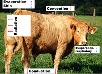 Heat Stress in Cattle