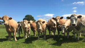 Bluetongue: What are the risks for Irish cattle farmers and what can we do about it?