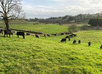 Heavier carcasses at younger ages a key win for dairy-beef producer