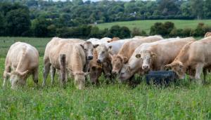 Multi-species or grass/white clover for beef reseeds?
