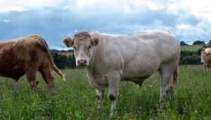Research update: National beef cattle performance