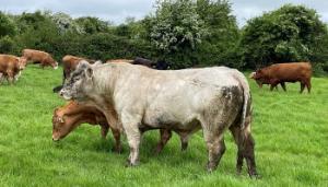 Buying a New Stockbull