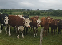 Clonakilty Agricultural College Drystock Unit Farm Update – Spring 2022