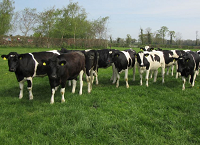 Contract Heifer Rearing in detail