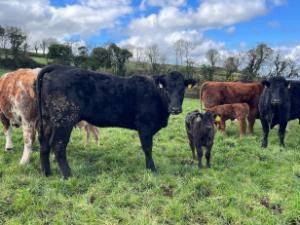 Breeding both beef and replacements