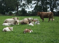 What do I need to feed from now until turnout?