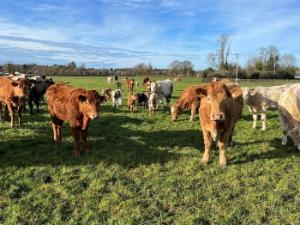 Breeding a better suckler herd with Future Beef farmer, John Dunne