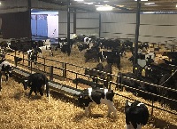 Early Management of the Dairy Beef Calf