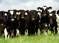 Reviewing Dairy Calf Purchases