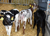 DairyBeef 500 tips on calf sourcing