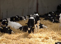 Key management strategies for reducing respiratory disease on dairy-beef farms