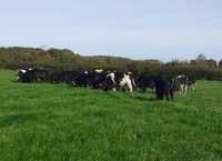 Conditions come right for grazing in Limerick