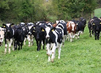 Keep your dairy calves thriving this Summer