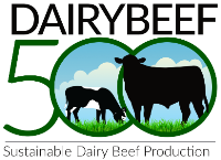 DairyBeef 500 Newsletter – January 2023