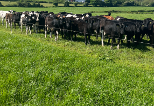 7 steps to manage mid-season grazing with DairyBeef 500 farmer Shane Cranny
