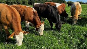 Early positives from Derrypatrick’s clover systems study