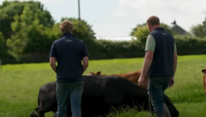 Quality silage saved in Youghal